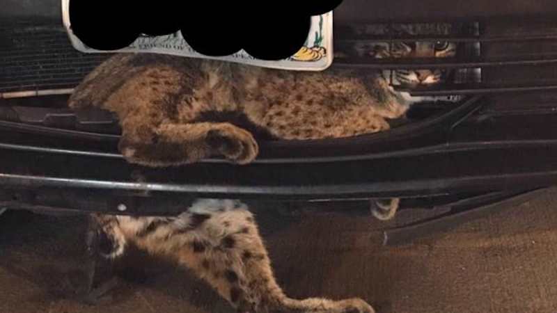 Prius takes bobcat on a 50-mile ride
